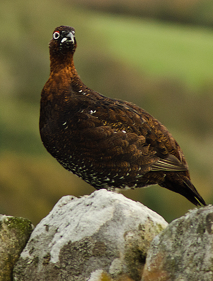Red grouse calling on dry stone wall